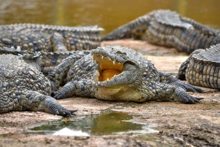 Agadir Crocodile Park Trip